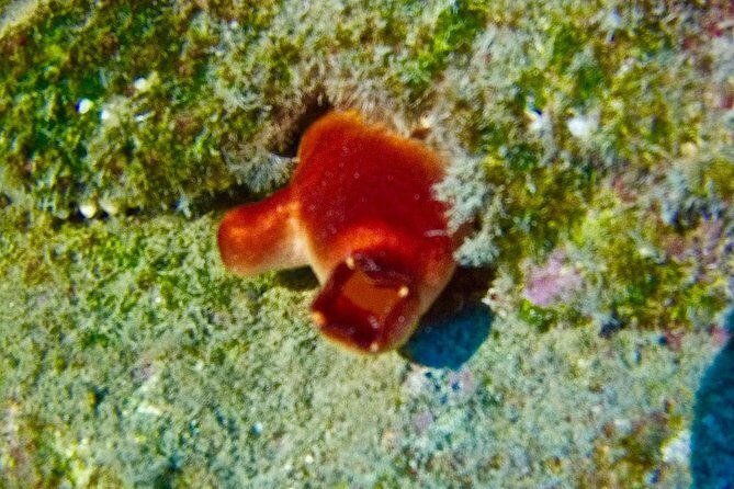 TRY SCUBA DIVING with a Dedicated Instructor - Who Should Consider This Tour?