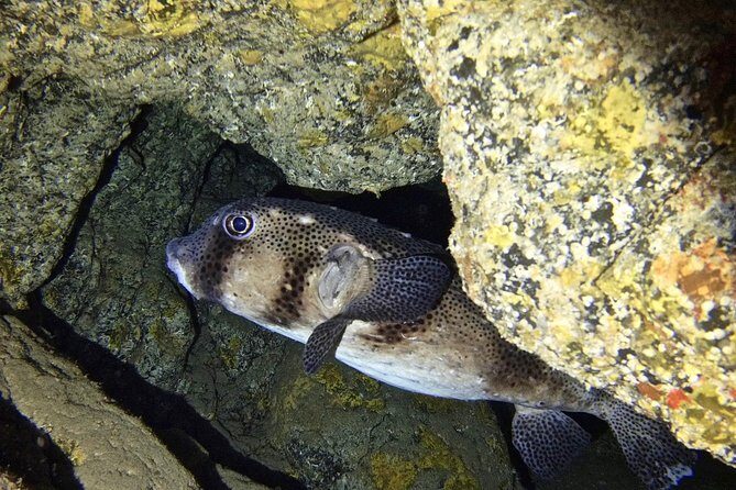 TRY SCUBA DIVING with a Dedicated Instructor - The Sum Up