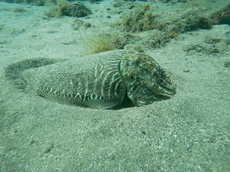 TRY SCUBA - Experience for beginners - Who Should Consider This Tour?