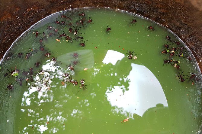 Tucandeira Ants Indigenous Ritual - Discovering the Tucandeira Ants Indigenous Ritual: An Authentic Amazonian Experience