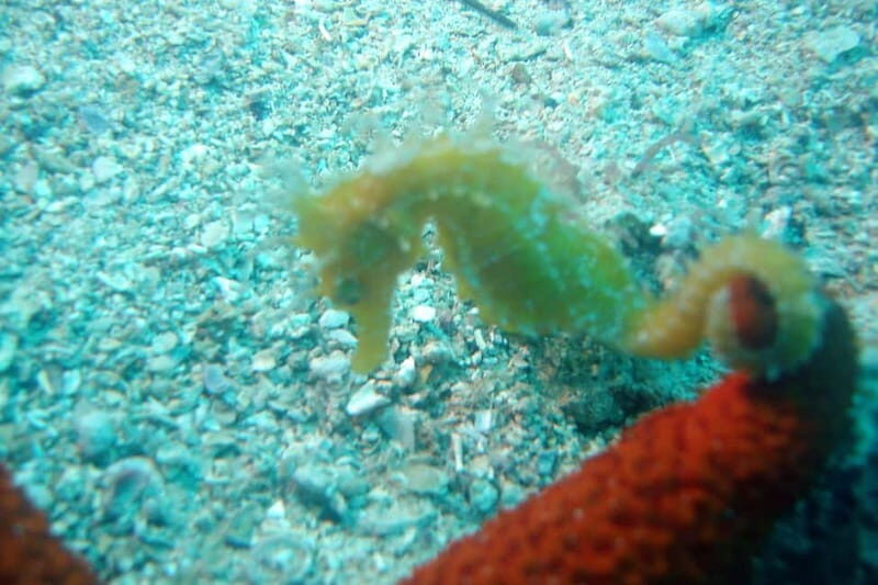 Tucepi: Snorkeling Boat Tour at the Makarska Riviera - A Scenic Journey with Underwater Highlights