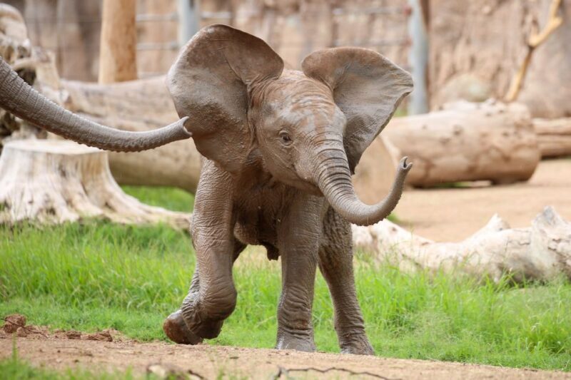 Tucson: Southern Arizona Attractions Discount Pass - The Highlights of the Pass