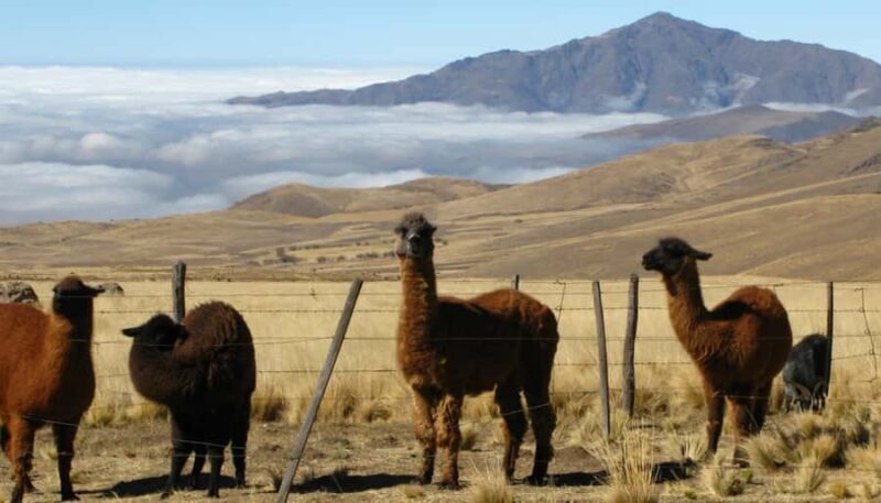 Tucumán: Tafí del Valle Full Day Tour - Return Journey: Reflection and Relaxation