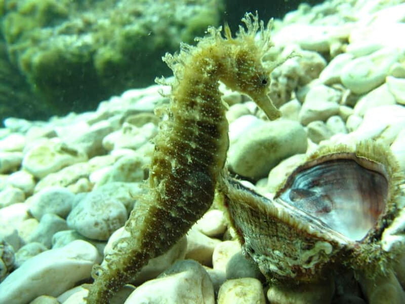 Tuepi: Adriatic Sea Diving Lessons with Guided Dive & Gear - FAQ