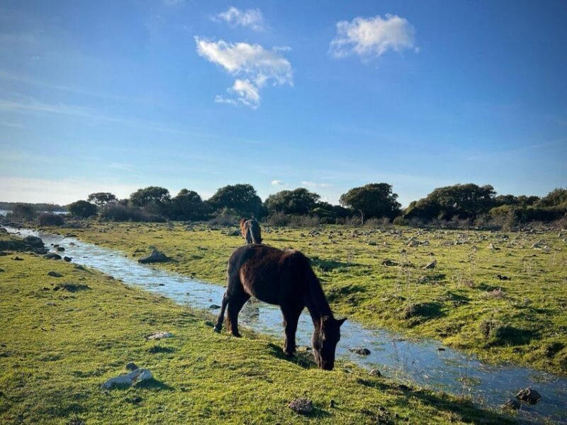 Tuili: Wild Giara Tour - Tuili: Wild Giara Tour – An Authentic Sardinian Adventure