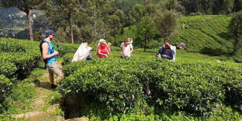 Tuk-Tuk Safari Liptons seat,Tea Fields Hike,TeaFactory Tour - Final Thoughts