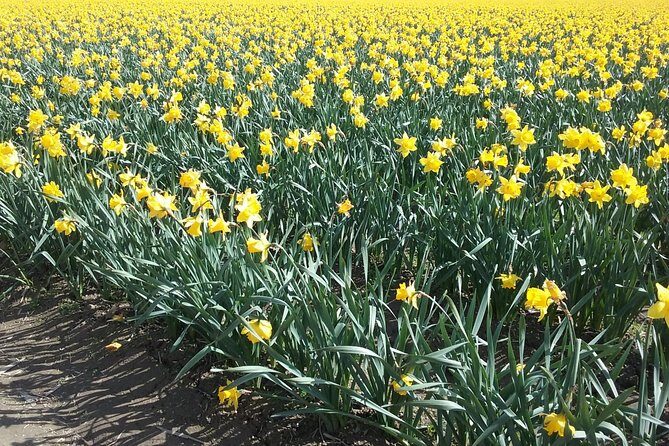 Tulip Festival and Skagit Valley Tour - FAQ