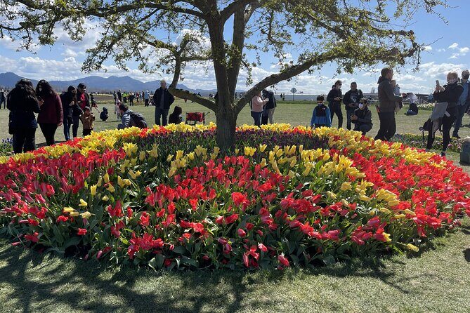 Tulip Festival in Skagit Valley Tour from Seattle - A Detailed Breakdown of the Tour Experience