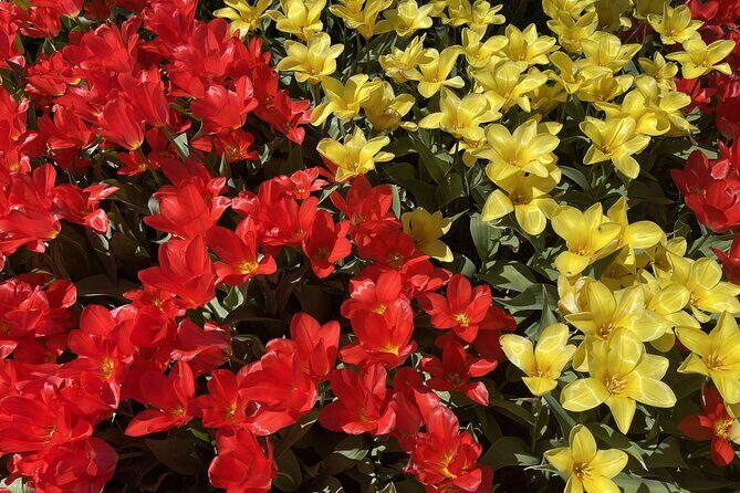 Tulip Festival in Skagit Valley Tour from Seattle - Who Should Book This Tour?