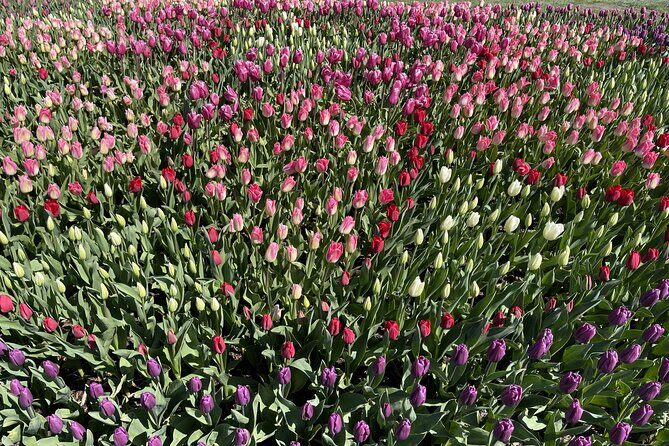 Tulip Festival in Skagit Valley Tour from Seattle - The Sum Up