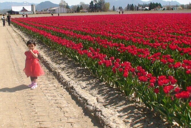 TULIP Festival @ Skagit Valley, La Conner & Deception Pass in SUV - An In-Depth Look at This Northwest Day Trip