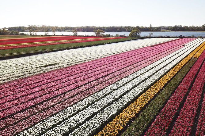 Tulip Fields Tour near Keukenhof - Self-drive with Audio Guide - The Experience of the Tulip Fields Tour near Keukenhof