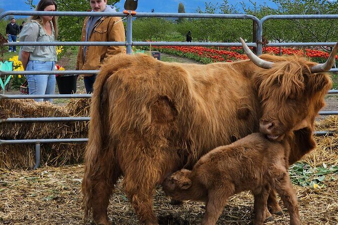 Tulip Valley Farms U Pick Experience - Pricing and Overall Value