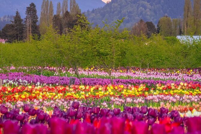 Tulip Valley Farms U Pick Experience - What to Expect During Your Visit