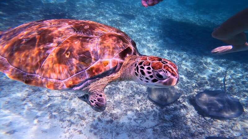 Tulum: 2-Hour Snorkeling in Two Spots of Tulum's Reef - A detailed look at what makes this snorkeling experience special