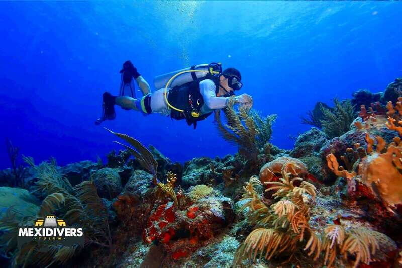 Tulum: 2 Tank Reef Diving - Exploring the Experience in Detail