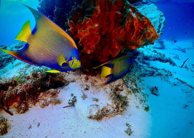 Tulum: 2 Tank Reef Diving - FAQ