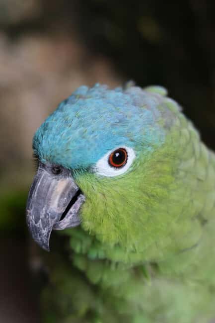 Tulum, 4 Cenotes, Playa del Carmen - Key Points