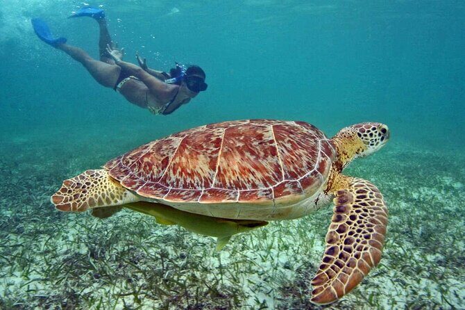 Tulum Adventure Ruins & swim in Akumal Beach & Cenote from Cancun - A Closer Look at the Tour: What You Can Expect