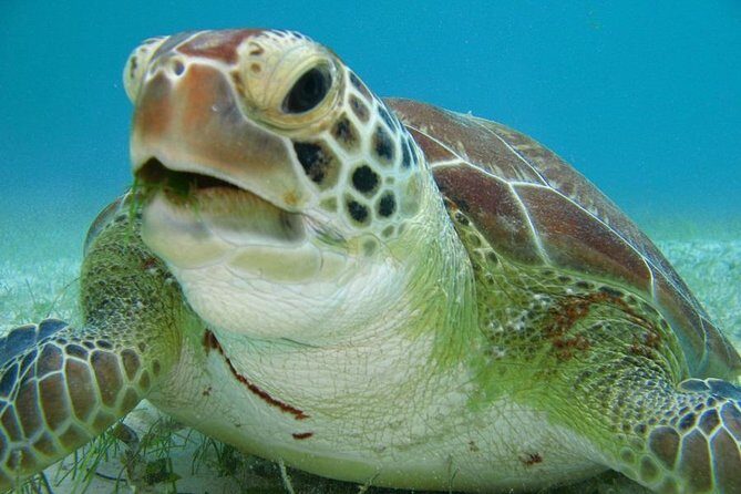 Tulum and Turtles Experience - Why This Tour Offers Great Value