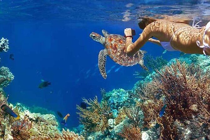 Tulum Area Experiences Guided Snorkeling Tour - Casa Cenote + Ocean Reef & Lunch - Frequently Asked Questions