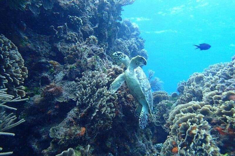 Tulum: Cozumel Cielo Snorkel Adventure from Cancun - Key Points