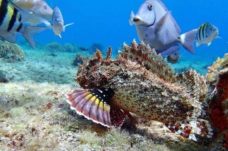 Tulum: Cozumel Cielo Snorkel Adventure from Cancun - Final Thoughts