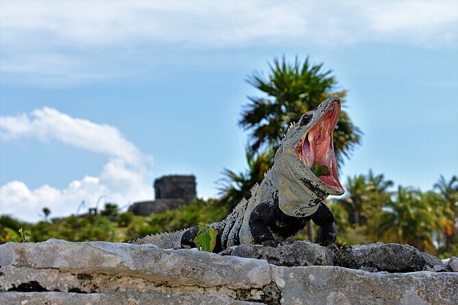 Tulum Guided Tour and Cenote Swim from Playa del Carmen - Key Points