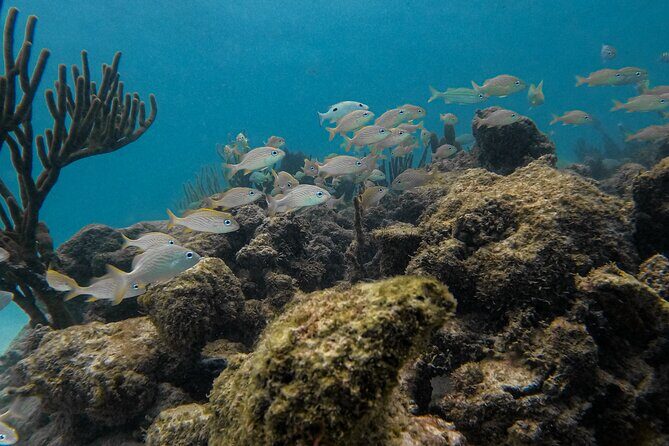 Tulum Mayan Ruins with Cenote and Yalku Lagoon Adventure - Frequently Asked Questions