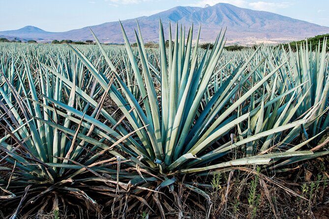 Tulum Mezcal Tasting - FAQ About the Tulum Mezcal Tasting