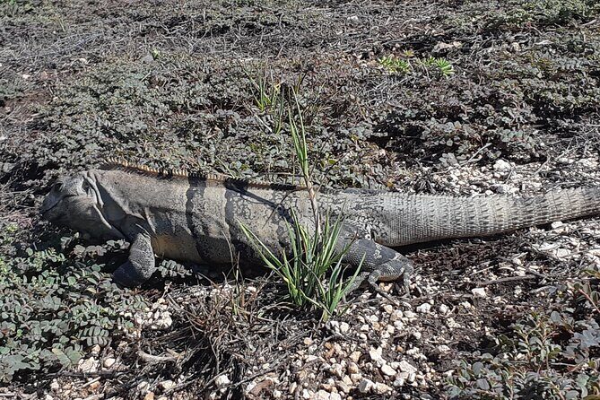 Tulum Private Boat Tour & Turtle Snorkeling Experience - Exploring the Tulum Ruins