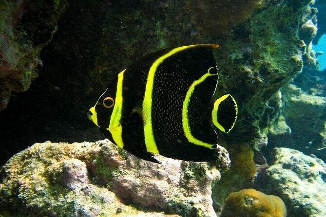 Tulum Ruins and Turtle Search at Akumal Plus Underground Cenote - A Practical Look at the Tulum Ruins, Turtles, and Cenote Tour