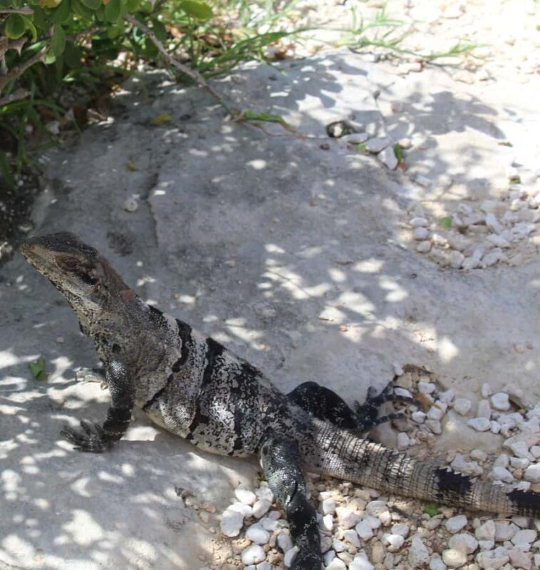 Tulum ruins, snorkel at the reef, and cenote - Practical Details and Planning Tips