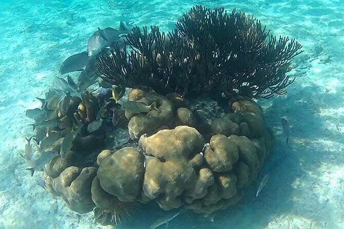 Tulum Ruins Snorkel with Sea Turtle and Cenotes Private Tour - FAQ