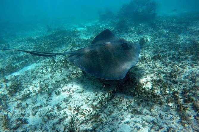 Tulum ruins swim with turtles in Akumal and Cenote - FAQs