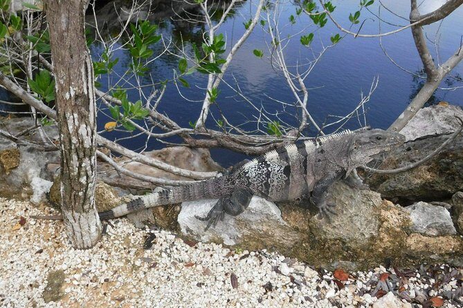 Tulum Ruins Tour (Private, Half Day) - A Well-Balanced Experience for Curious Travelers
