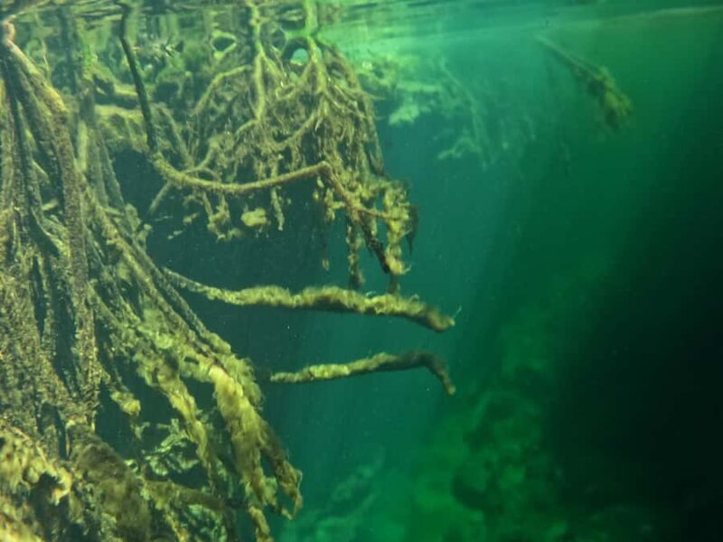 Tulum: Snorkel at the Cenotes and Underground Rivers - Who Is This Tour Best For?