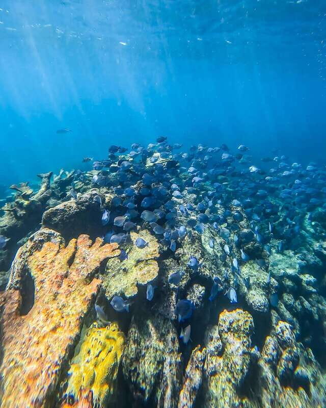 Tulum: Snorkeling at Paradise Reef - The Sum Up: Is This Tour Right for You?