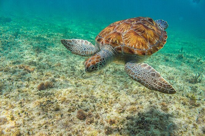 Tulum, Snorkeling with Sea Turtles, Cenote and Beachside Lunch - FAQ