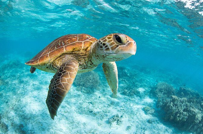 Tulum & Tortugas All Inclusive - Who Should Consider This Tour