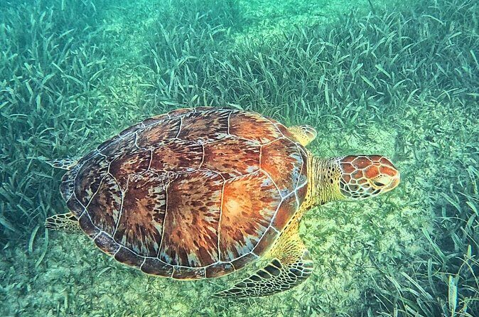 Tulum & Tortugas All Inclusive - FAQ