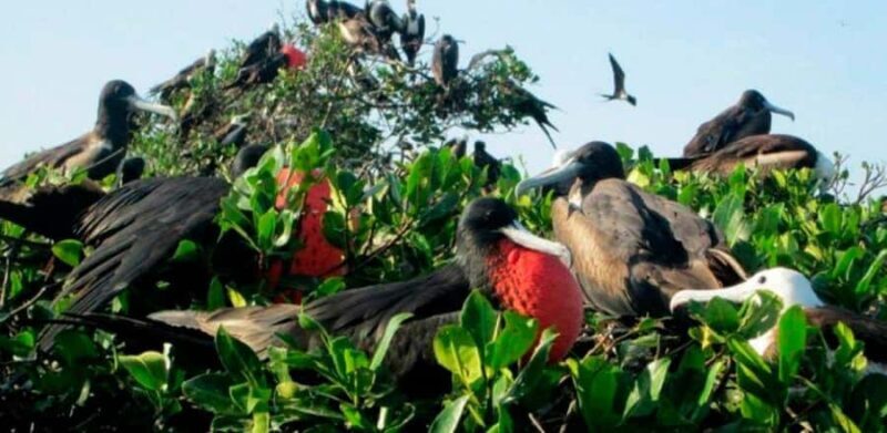 Tumbes: Puerto Pizarro Mangroves and Islands Tour - Why This Tour Works for Different Travelers