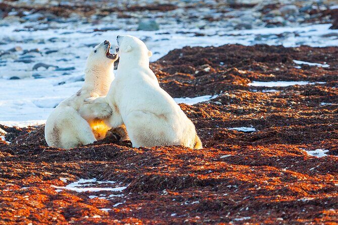 Tundra Buggy Autumn Day Tours - The Sum Up