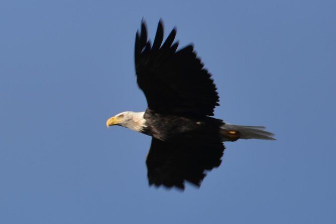 Turnagain Arm and Portage Valley Private Tour - Frequently Asked Questions