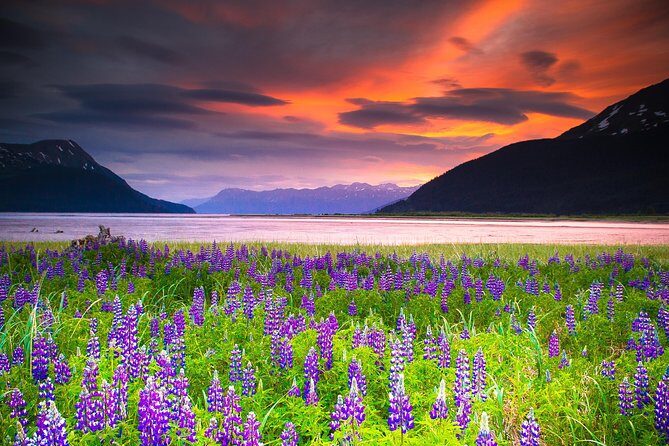 Turnagain Arm Tour - The Wildlife Conservation Center: Alaska’s Animal Sanctuary