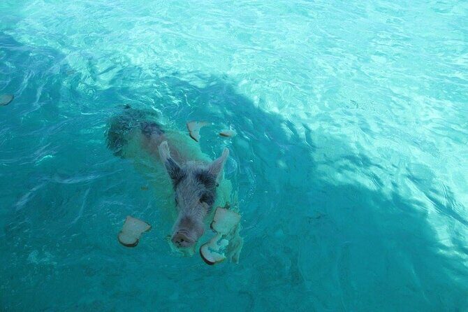 Turquoise Experience -Exuma Cays -Southern Exuma Private Charter - Pricing and Value: Is It Worth It?