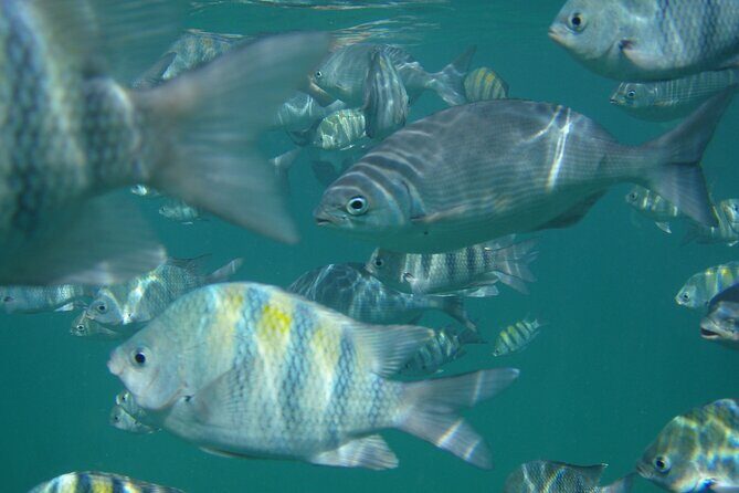 Turtle and Shipwreck adventure on 57 ft catamaran - An In-Depth Look at the Turtle and Shipwreck Tour