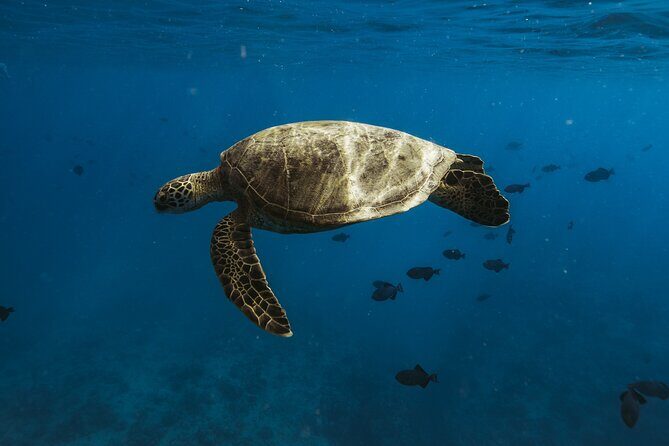 Turtle Canyon Snorkel Adventure in Waikiki - Who Should Consider This Tour?