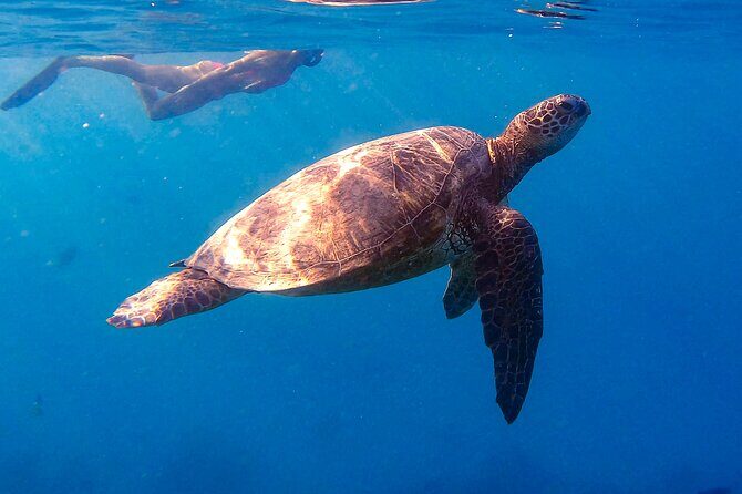 Turtle Canyon Snorkel from Waikiki: Turtles Guaranteed - A Detailed Look at the Tour Experience