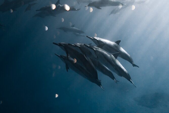 Turtle Canyon Snorkel Tour - Semi-private: 6 passenger max - Key Points